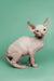 Adorable male Sphynx kitten Zion with charming red point, large ears, and wrinkled skin