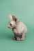 Charming red point male Sphynx kitten with wrinkled skin and big ears for Zion