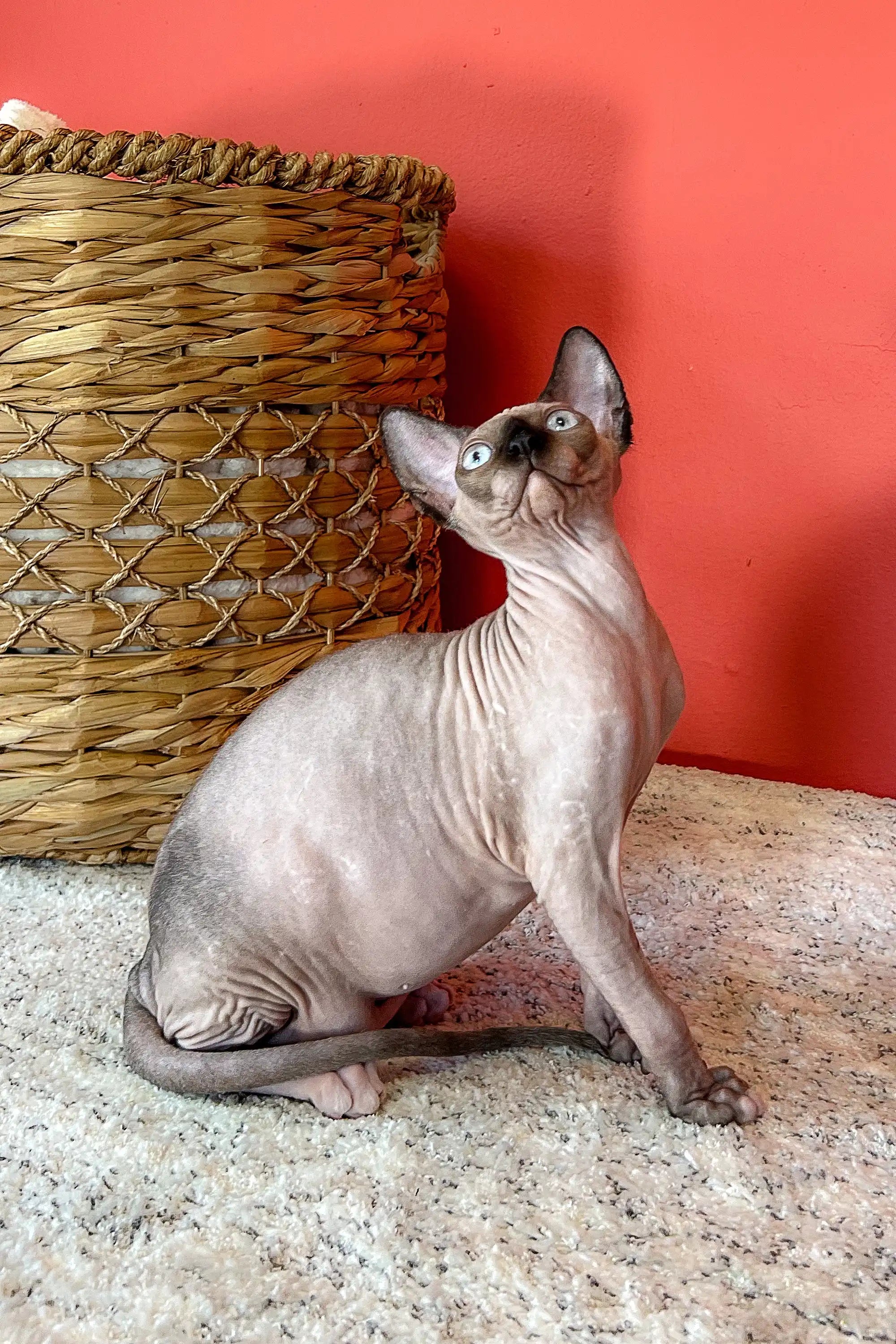Hairless Sphynx Cats for Sale Zita | Canadian Kitten