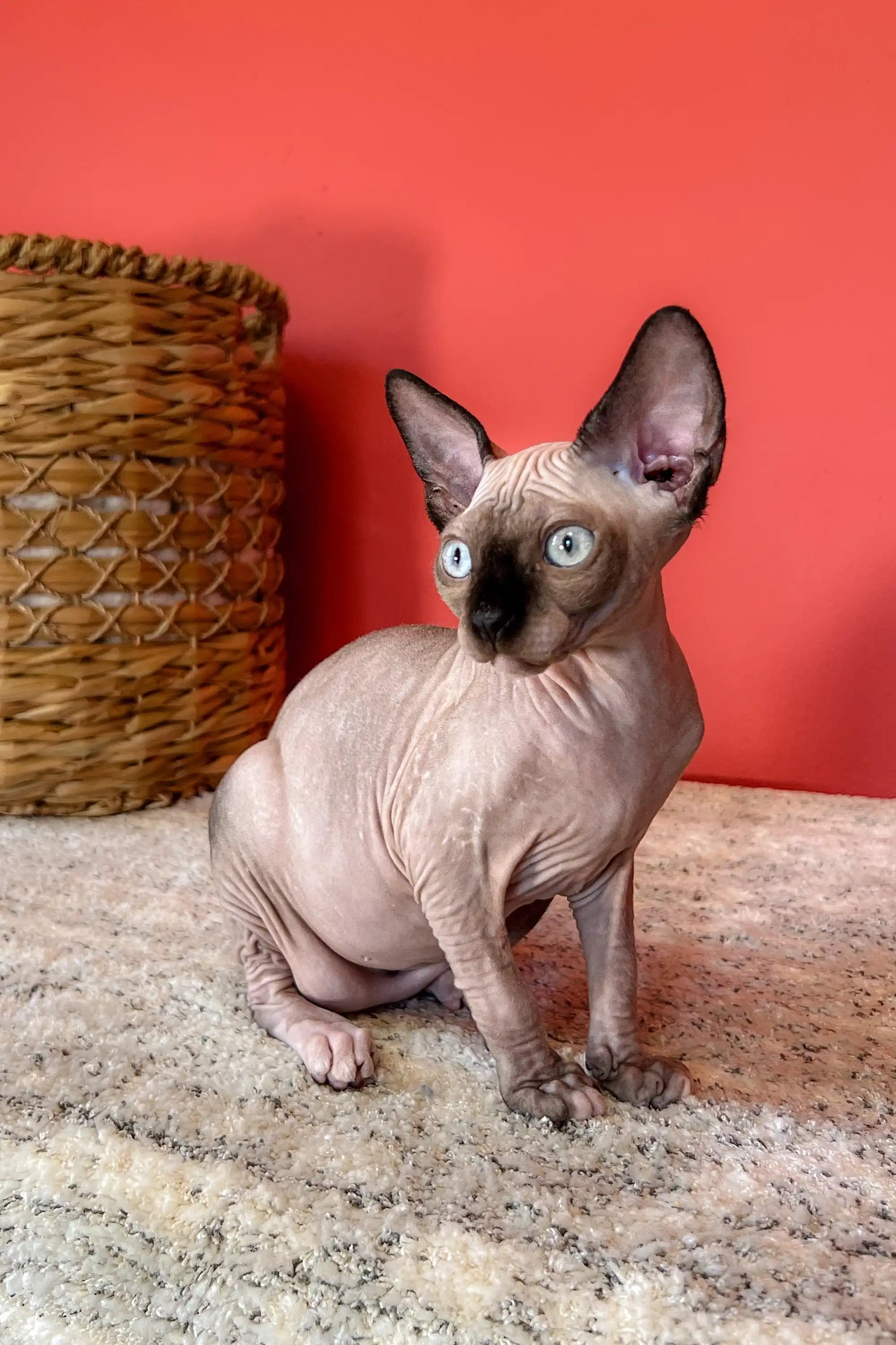 Hairless Sphynx Cats for Sale Zita | Canadian Kitten