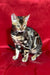 Adorable Spotted Bengal kitten from the Zlata | Bengal Kitten collection