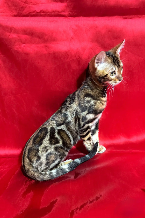 Spotted Bengal cat from the Zlata Bengal Kitten collection, playful and adorable