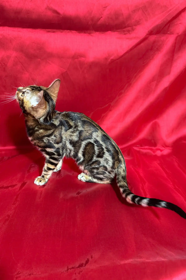 Spotted Bengal cat in the Zlata Bengal Kitten product display, super cute!