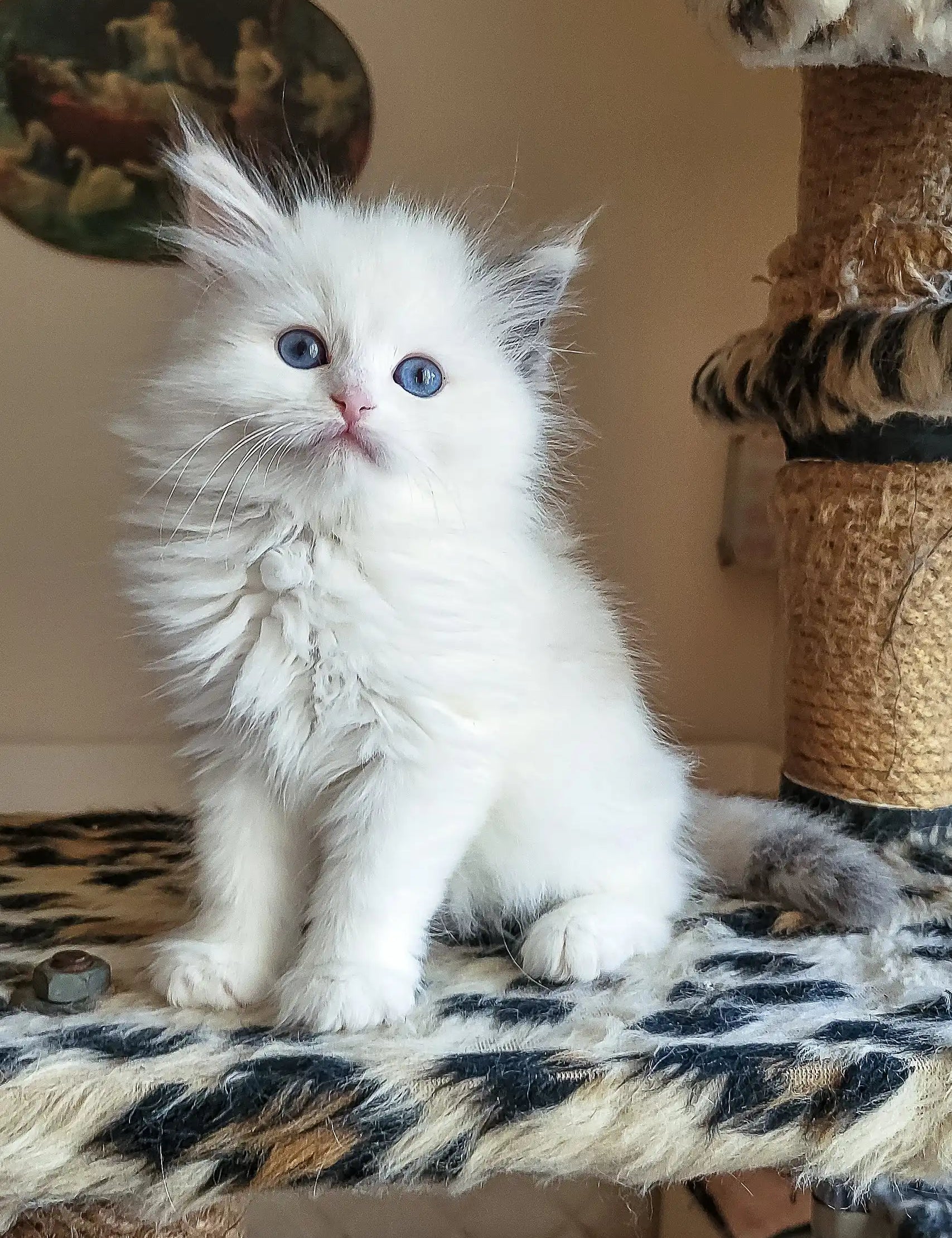 Fluffy white Siberian kitten Zlata with striking blue eyes and long fur