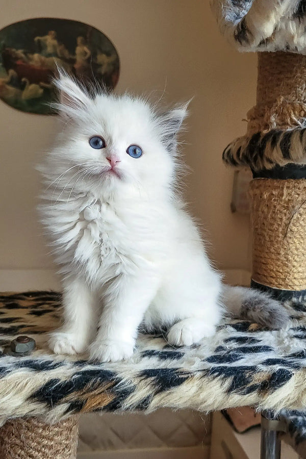 Fluffy white Siberian kitten Zlata with striking blue eyes and long fur