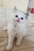 Cute white Siberian kitten named Zlata with fluffy fur and bright blue eyes