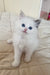 Adorable white Siberian kitten named Zlata with fluffy fur and blue eyes