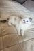 White fluffy Siberian kitten named Zlata with blue eyes lounging on a cozy bed