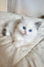 Adorable White Ragdoll kitten with blue eyes and grey-tipped ears in Zlata | Siberian Kitten