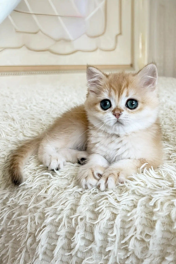 Zlatan | british shorthair kitten