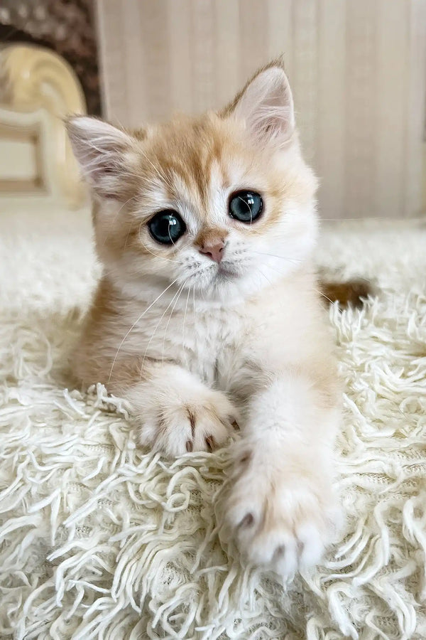 Zlatan | british shorthair kitten