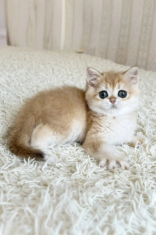 Zlatan | british shorthair kitten