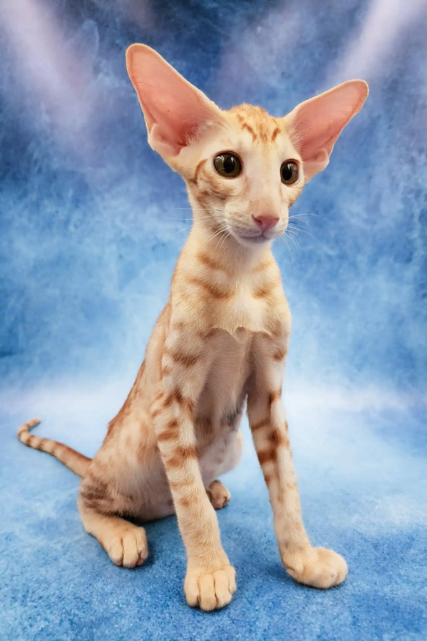 Zlatan | oriental shorthair kitten