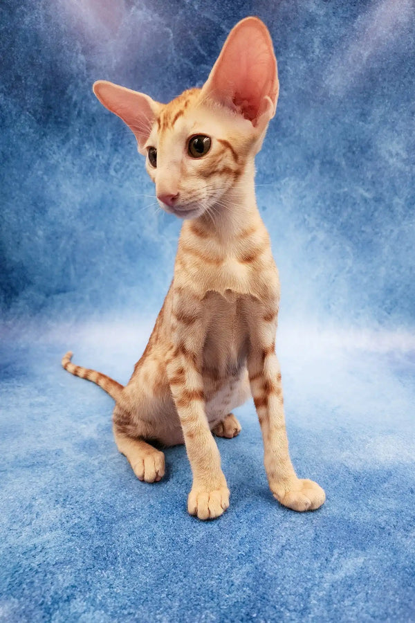 Zlatan | oriental shorthair kitten
