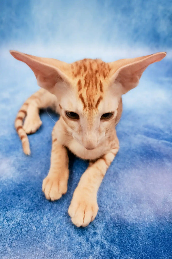 Zlatan | oriental shorthair kitten