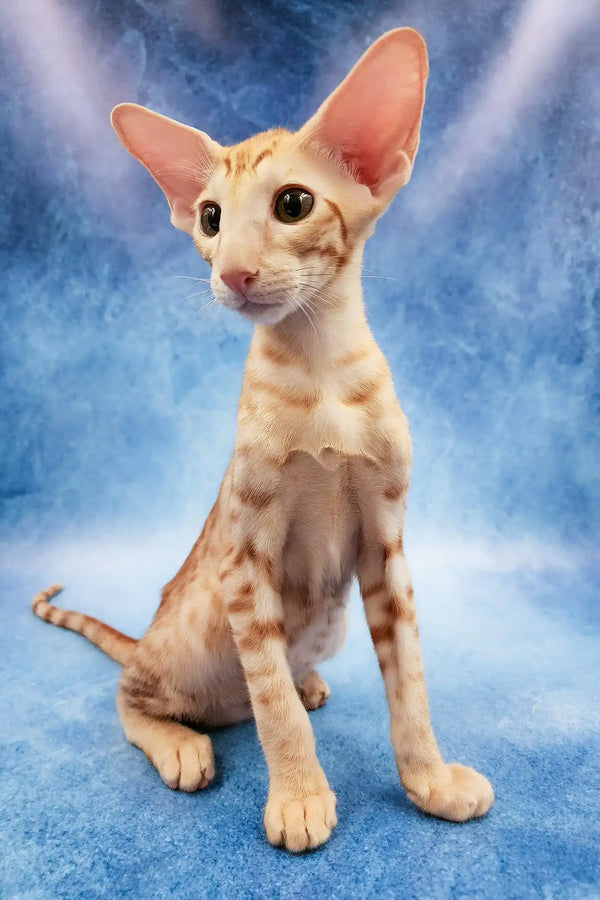 Zlatan | oriental shorthair kitten