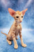 Zlatan | oriental shorthair kitten