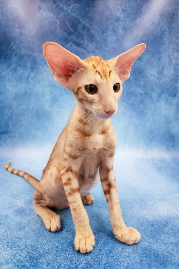 Zlatan | oriental shorthair kitten