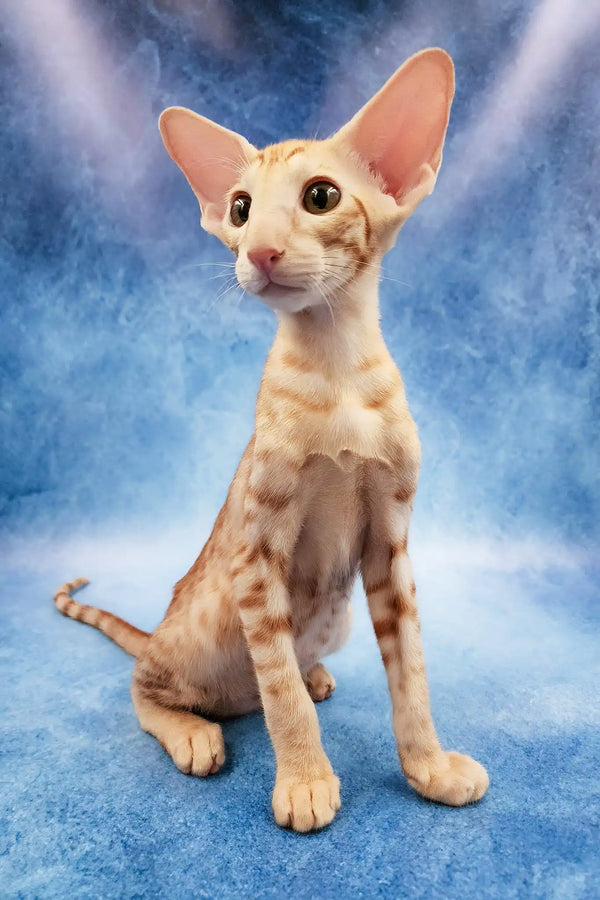 Zlatan | oriental shorthair kitten