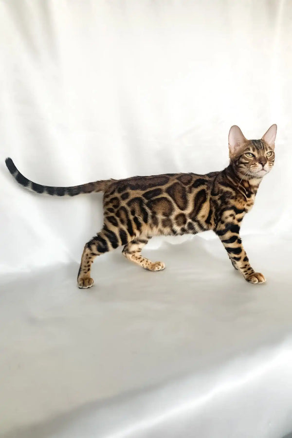 Zodiac | bengal kitten