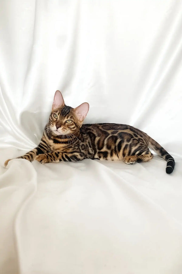 Zodiac | bengal kitten