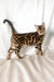 Zodiac | bengal kitten