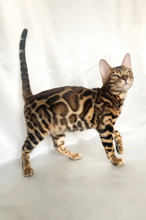Zodiac | bengal kitten