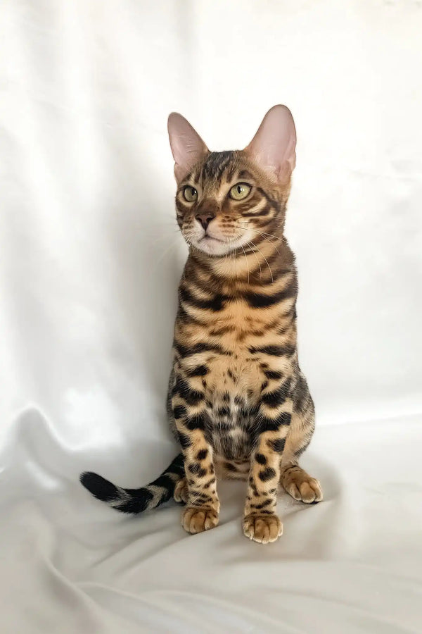 Zodiac | bengal kitten