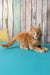 Zodiac | maine coon kitten