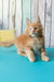 Zodiac | maine coon kitten