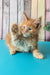 Zodiac | maine coon kitten