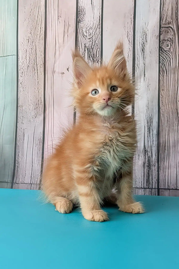 Zodiac | maine coon kitten
