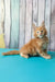 Zodiac | maine coon kitten