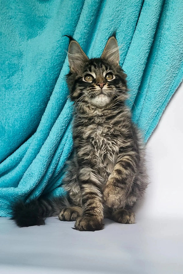 Fluffy gray tabby Maine Coon kitten with alert ears and bright eyes