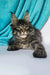 Fluffy gray tabby Maine Coon kitten with alert eyes and cute ear tufts