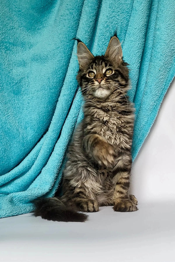 Fluffy Maine Coon kitten with green eyes and cute ear tufts in Zodiac product
