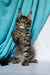 Fluffy gray tabby Maine Coon kitten sitting upright with an alert expression