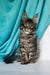 Fluffy gray Maine Coon kitten with alert green eyes and cute ear tufts