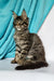 Fluffy gray tabby Maine Coon kitten with alert green eyes and long fur