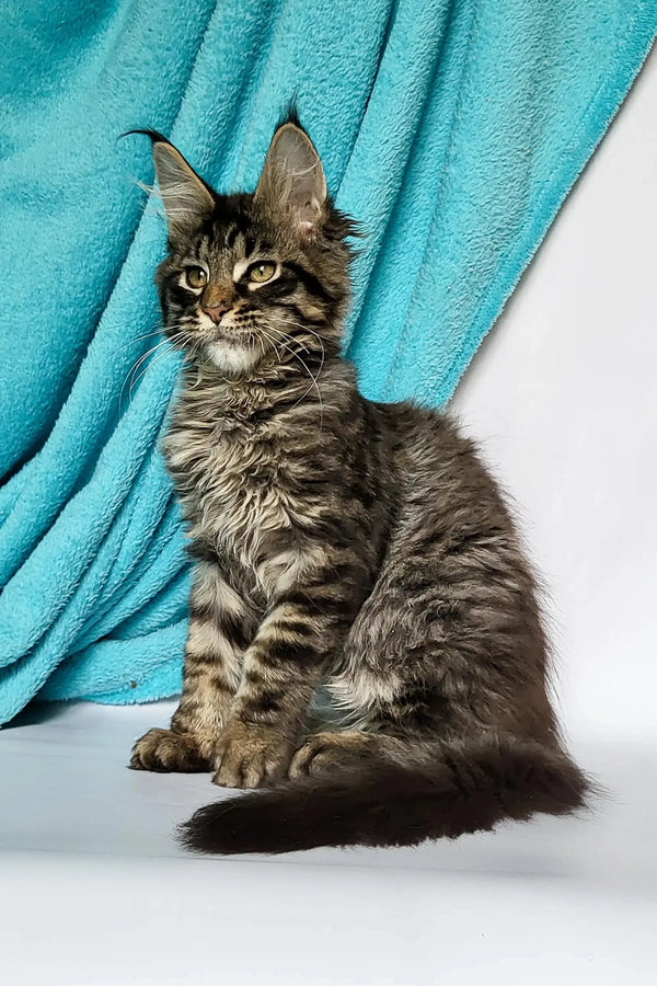 Fluffy gray tabby Maine Coon kitten with alert green eyes and long fur