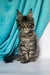 Gray tabby Maine Coon kitten with long fur and pointy ears sitting upright