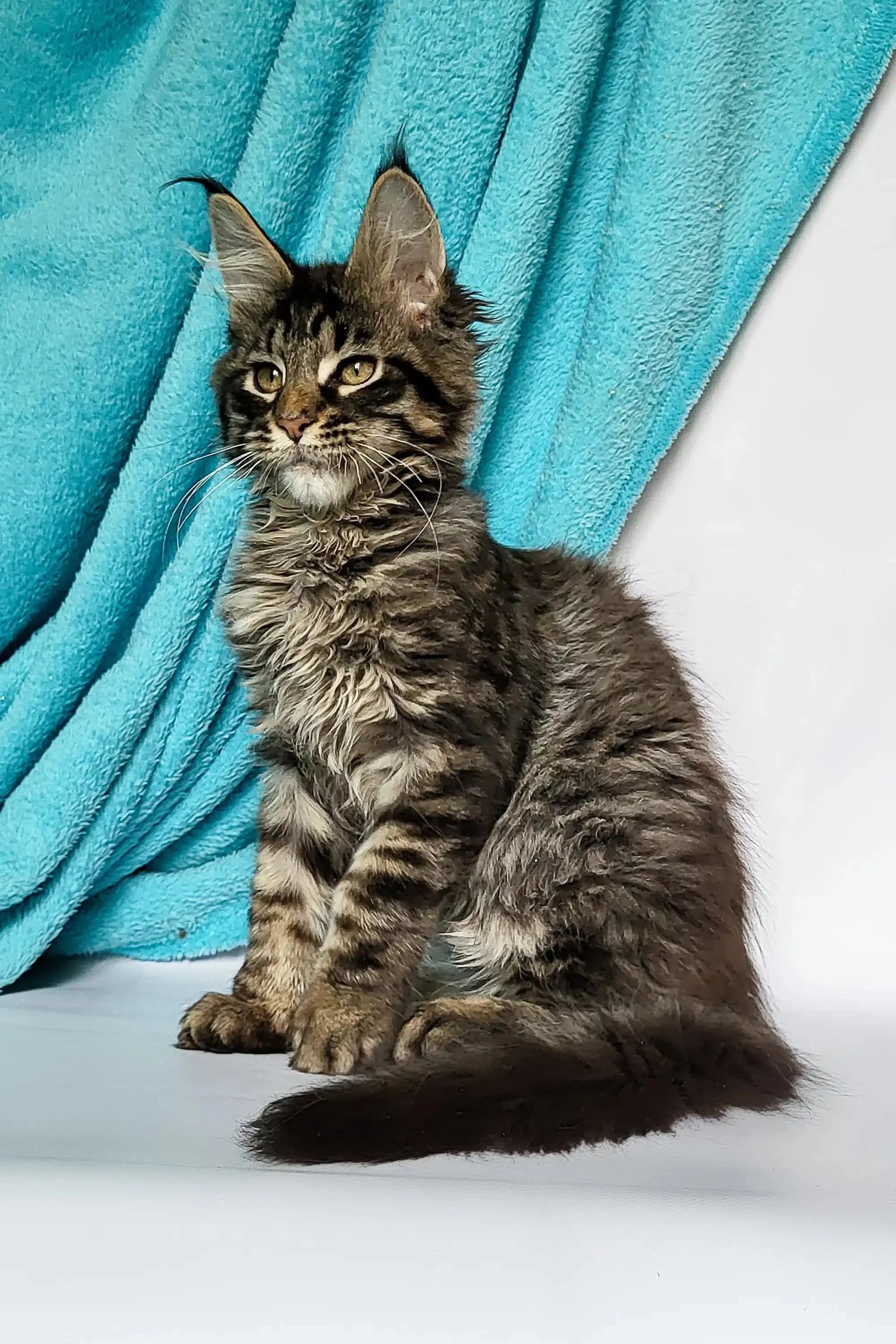 Maine Coon Kittens for Sale Zodiac | Kitten