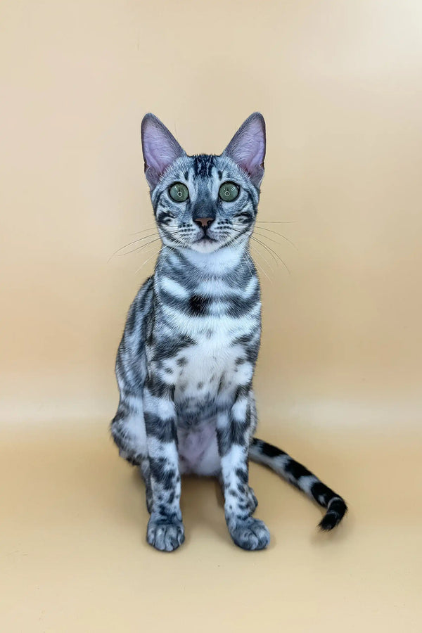 Cute Silver Bengal Cat featured in the Zoe Bengal Kitten product line