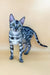 Silver Bengal cat with a spotted coat styled in the Zoe Bengal Kitten product