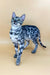 Spotted silver Bengal cat from the Zoe Bengal Kitten product line