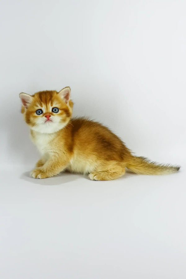 Zoe | british shorthair kitten