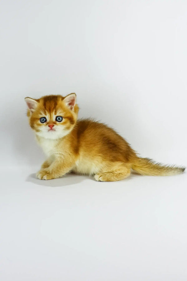 Zoe | british shorthair kitten