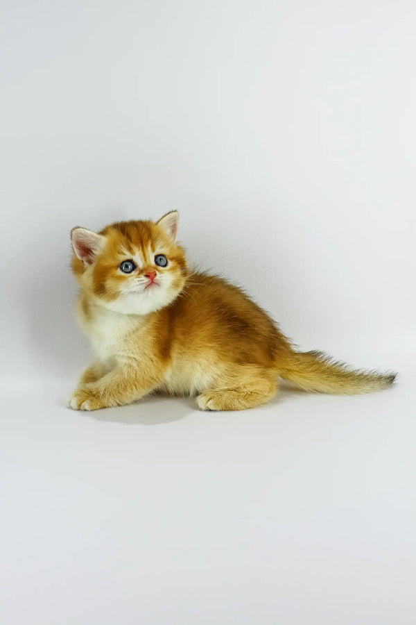 Zoe | british shorthair kitten