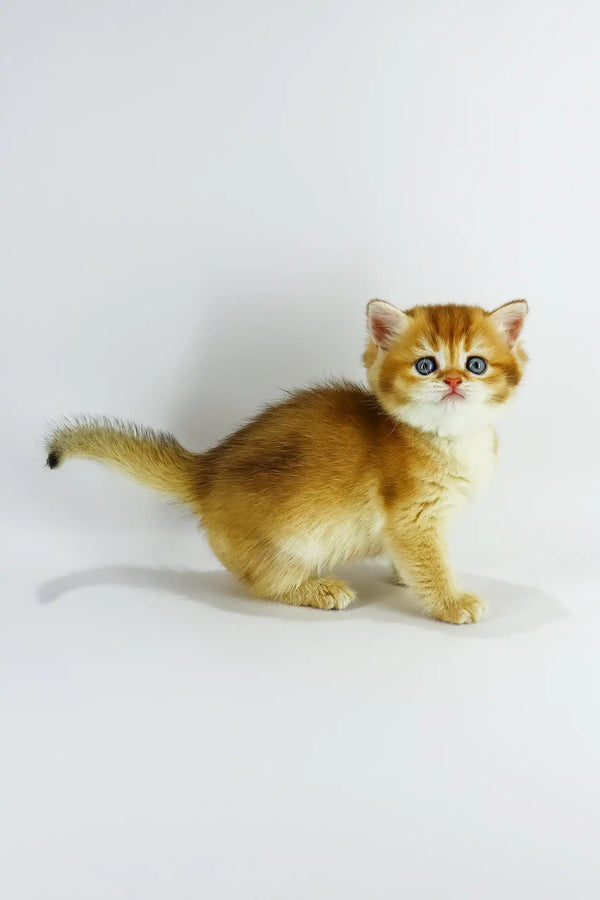 Zoe | british shorthair kitten