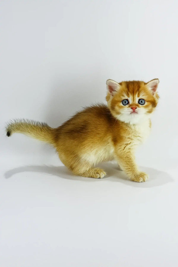 Zoe | british shorthair kitten